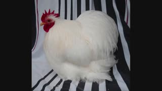 تخم نطفه دار مرغ و خروس زینتی پرورشی