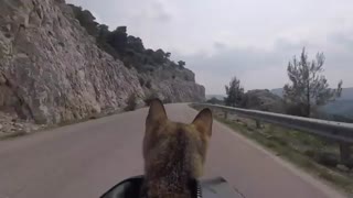 دوچرخه‌سواری در جاده‌ای زیبا با همراهی بچه‌گربه