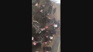تخم نطفه دار بوقلمون نژاد برنز مشکی