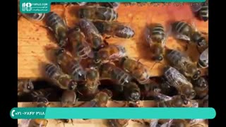 آموزش زنبورداری مبتدی _ بیماری فلج زنبور