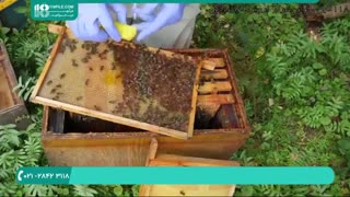 کاملترین پکیج آموزشی زنبورداری