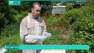 پرورش زنبورهای عسل بصورت حرفه ای بهمراه تمامی نکات زنبورداری