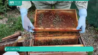 علائم بیماری فلج زنبوری در زنبورداری مردن