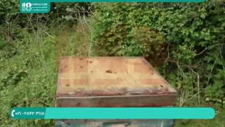 آموزش نکات طلایی برای زنبورداران تازه کار