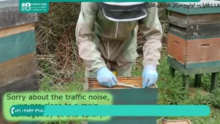 پرورش زنبور عسل از ابتدا تا انتها