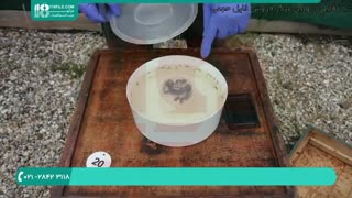 اموزش زنبورداری رایگان