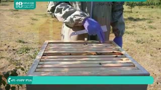 دانلود رایگان فیلم آموزش زنبورداری