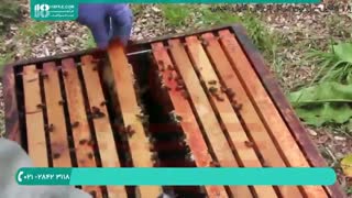چگونگی پرورش زنبور عسل