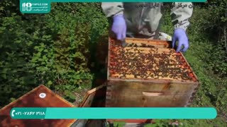 آموزش زنبورداری حرفه ای _ تقسیم کندوها