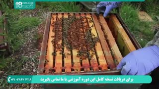 زنبورداری و مراحل پرورش زنبورعسل بطور کام