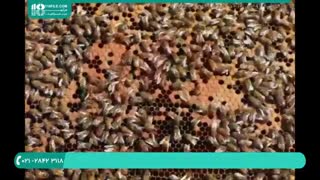 درمان بیماری فلج زنبوری قسمت 2