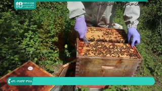 روش تقسیم کردن کندو به 2 کندوچه (زنبورداری)