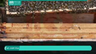 تشخیص بیماری کندو در زنبور عسل