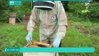 پرورش ملکه زنبور اصل اصلاح نژاد شده
