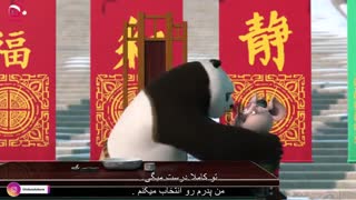 نام کارتون: تعطیلات پاندای کنگ فوکار