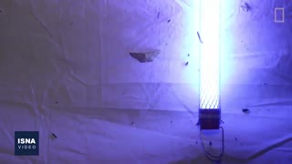 نورِ زیاد، حشراتِ کم، اکوسیستمِ در معرض تهدید