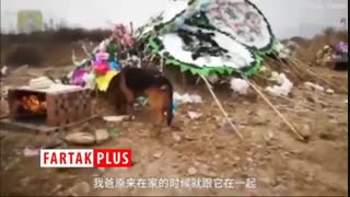 صحنه ای باورنکردنی از وفاداری یک سگ به صاحبش!