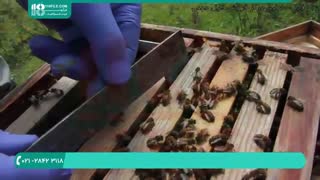 نحوه راه اندازی زنبورداری آسان