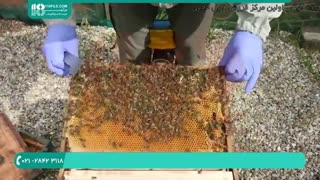 آموزش پرورش و نگهداری زنبورداری