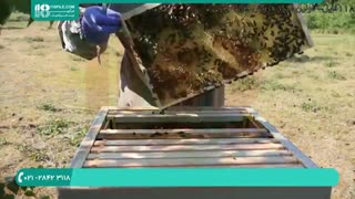 آموزش زنبورداری به صورت قدم به قدم