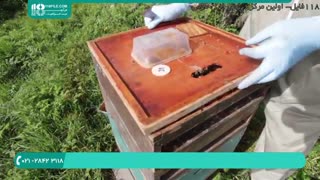 آموزش زنبورداری آسان و کامل