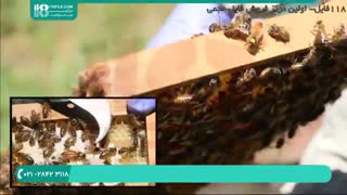 ویژگی های بارز یک ملکه خوب