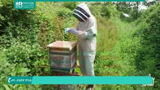 بازدید کندوها و برداشت عسل