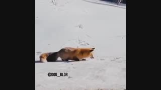 صدا گذاری روباه مکار