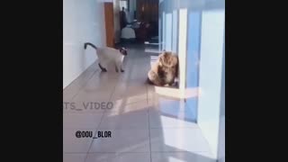 صدا گذاری گربه پشمالو...!!!!!