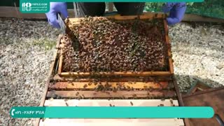 آموزش زنبورداری رایگان _ 118فایل|09130919448