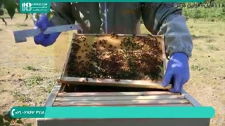 آموزش زنبورداری کامل و آسان