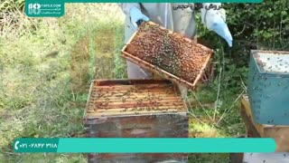 روش حرفه ای زنبورداری میلار