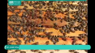 پرورش زنبور عسل در باغ