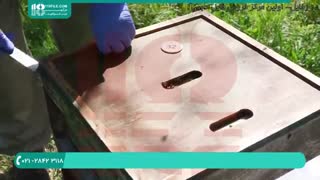 آموزش کامل زنبورداری - پرورش ملکه