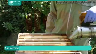 آموزش زنبورداری رایگان