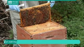 آموزش پرورش زنبور _ 118فایل|09130919448