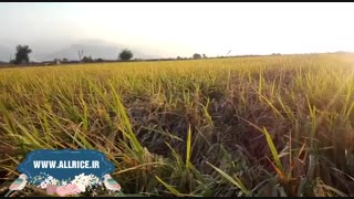 www.allrice.ir