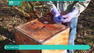 برسی و راه درمان انگل نزوما در زنبور عسل