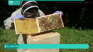 آموزش زنبورداری مبتدی تا حرفه ای در سراسر ایران