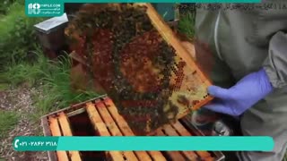 آموزش زنبورداری در کانادا _ 118فایل