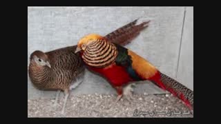 فروش انواع تخم نطفه دار قرقاول طاووس مرغ های زینتی