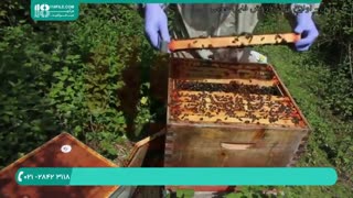 آموزش رایگان زنبورداری و پرورش زنبورعسل بصورت اصولی در سراسر کشور