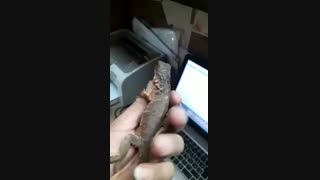 ایگوانا 3 Common Iguanas .