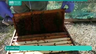 دانلود پکیج آموزش زنبورداری - 118فایل|www.118file.com