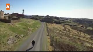 دانلود قسمت 24 سریال هرجایی - آواره - Hercai با زیرنویس فارسی چسبیده