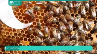 آموزش زنبورداری و شناخت ملکه زنبور عسل-قسمت 1