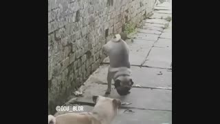 صداگذاری خنده دار روی هاپوی بی ادب توسط یاسین بابائی...!!!