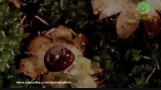 ریچارد کلایدرمن