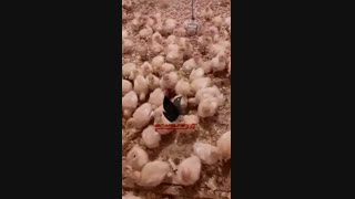 بوقلمون بیوتی و برنز یک روزه و نیمچه 09129597807