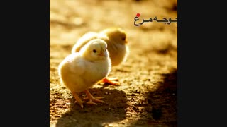 جوجه مرغ یک روزه گوشتی09129597807